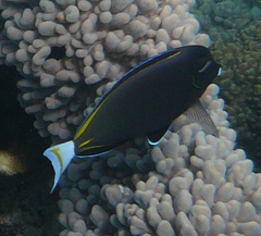 Acanthurus nigricans