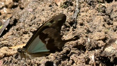 Papilio phorcas
