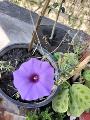 Ipomoea ternifolia ternifolia