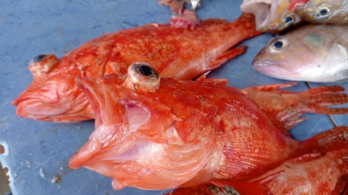 Speckled scorpionfish (Pontinus sierra) — Scorpaenidae — 5