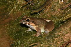 Limnonectes paramacrodon