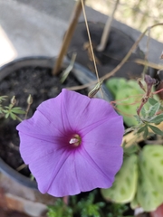 Ipomoea ternifolia ternifolia