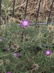 Centaurea calcitrapa