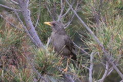Turdus chiguanco