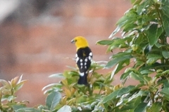 Pheucticus chrysogaster