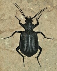 Calosoma planicolle