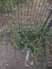 Centaurea calcitrapa