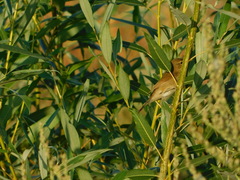 Acrocephalus dumetorum