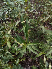 Persicaria tomentosa