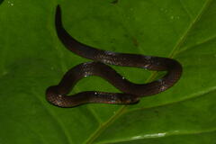 Pseudorabdion longiceps