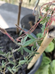 Ipomoea ternifolia ternifolia