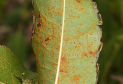 Melampsora epitea