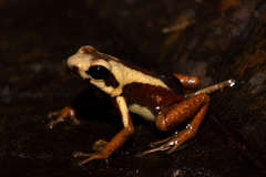 Cauca Poison Frog photo 2