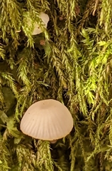 Mycena galericulata