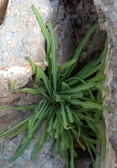 Launaea lanifera