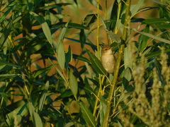 Acrocephalus dumetorum