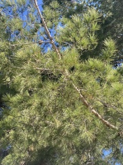 Pinus halepensis