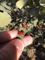 Cynips quercusechinus