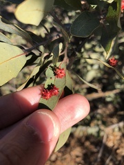 Cynips quercusechinus