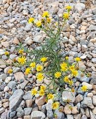Senecio nevadensis malacitanus