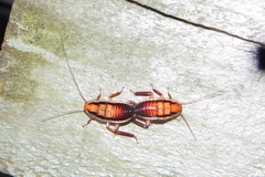 Drymaplaneta semivitta