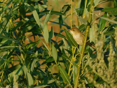 Acrocephalus dumetorum