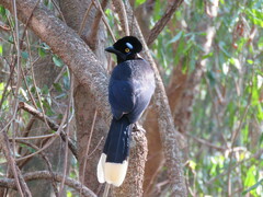 Cyanocorax chrysops