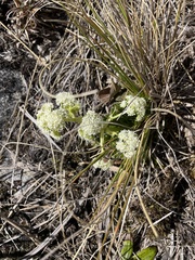 Aciphylleae