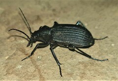 Calosoma planicolle