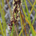 Machaerina teretifolia - Photo (c) Bill Campbell,  זכויות יוצרים חלקיות (CC BY-NC), הועלה על ידי Bill Campbell