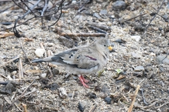 Columbina cruziana
