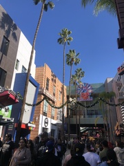 Washingtonia robusta