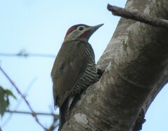 Colaptes rubiginosus