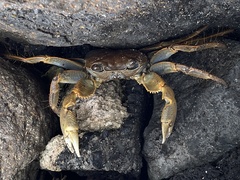 Geograpsus crinipes