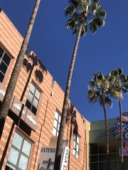 Washingtonia robusta