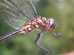 Somatochlora williamsoni