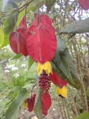 Callianthe megapotamica