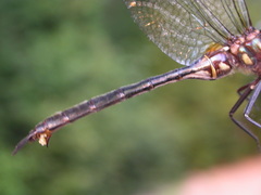 Somatochlora williamsoni