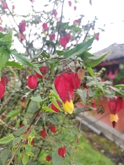 Callianthe megapotamica
