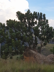 Protea roupelliae roupelliae