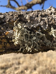 Ramalina