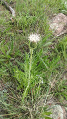 Cirsium wheeleri