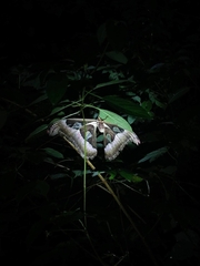 Attacus taprobanis