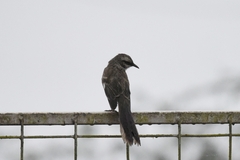 Mimus longicaudatus