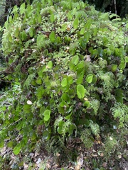 Hymenophyllum nephrophyllum