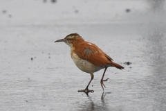 Furnarius leucopus cinnamomeus