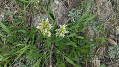 Agastache pallidiflora