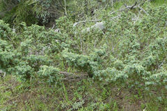 Juniperus communis