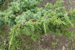 Juniperus communis