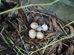 Gallus gallus domesticus